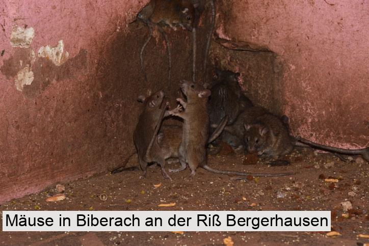 Mäuse in Biberach an der Riß Bergerhausen